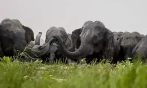 Bengal forest Dept, Railways for better coordination to prevent train-tusker collision