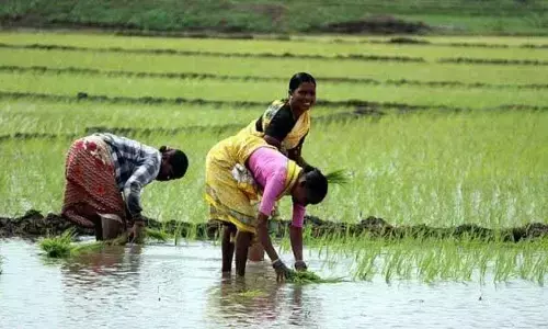 Srikakulam: Identification of tenant farmers remains only on paper