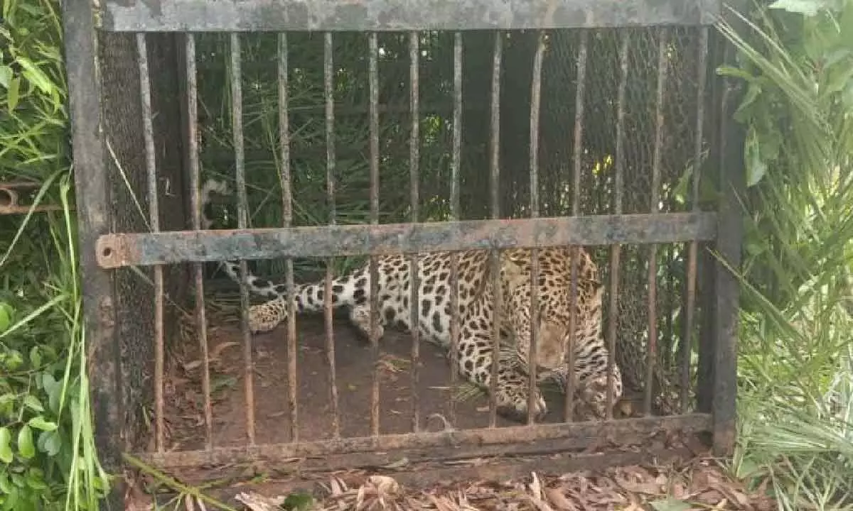 Tirumala: Leopard trapped