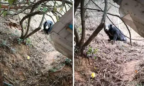 The bear found moving closer to Srivari mettu footpath on Monday.