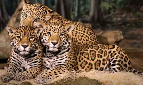 25 to 30 leopards roaming in Seshachalam forest