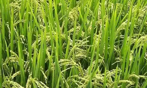 Kaveri Seed Q1 net up 12.68% at Rs 275.62cr