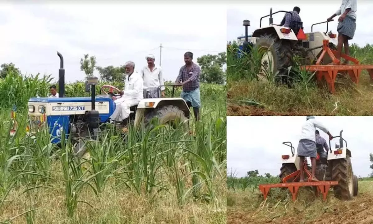 Distressed farmers destructs maize crop in 1200 acres due to scarcity of rain
