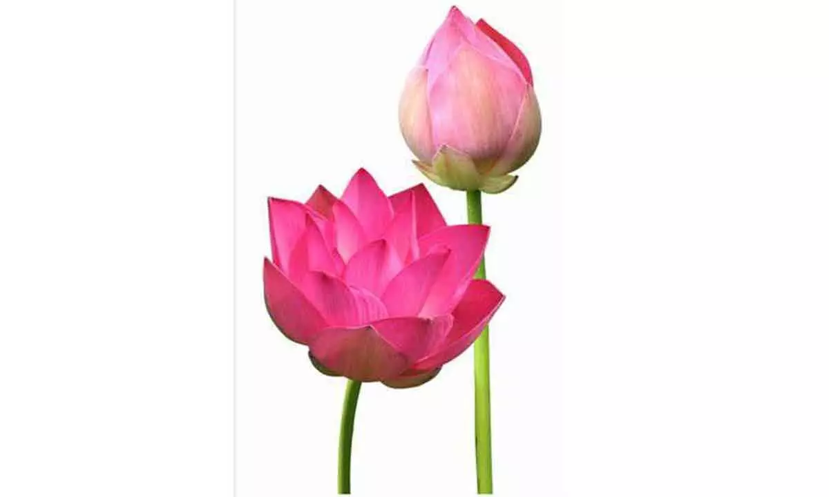 CSIR-NBRI launches lotus flower with 108 petals