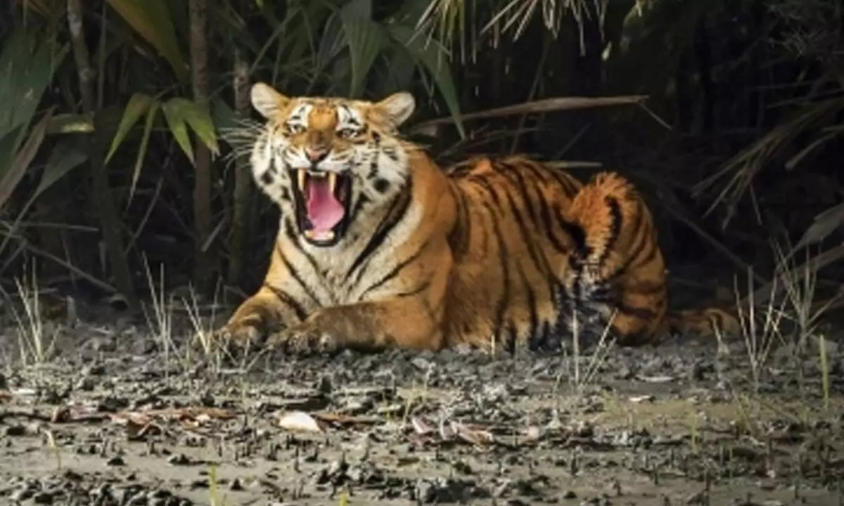 Bengal to set up super-specialty hospital for tigers in Sunderbans