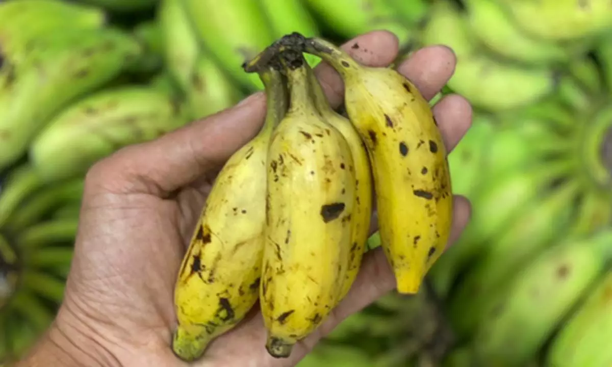 Elaichi banana price surges in Bengaluru, middle class affected