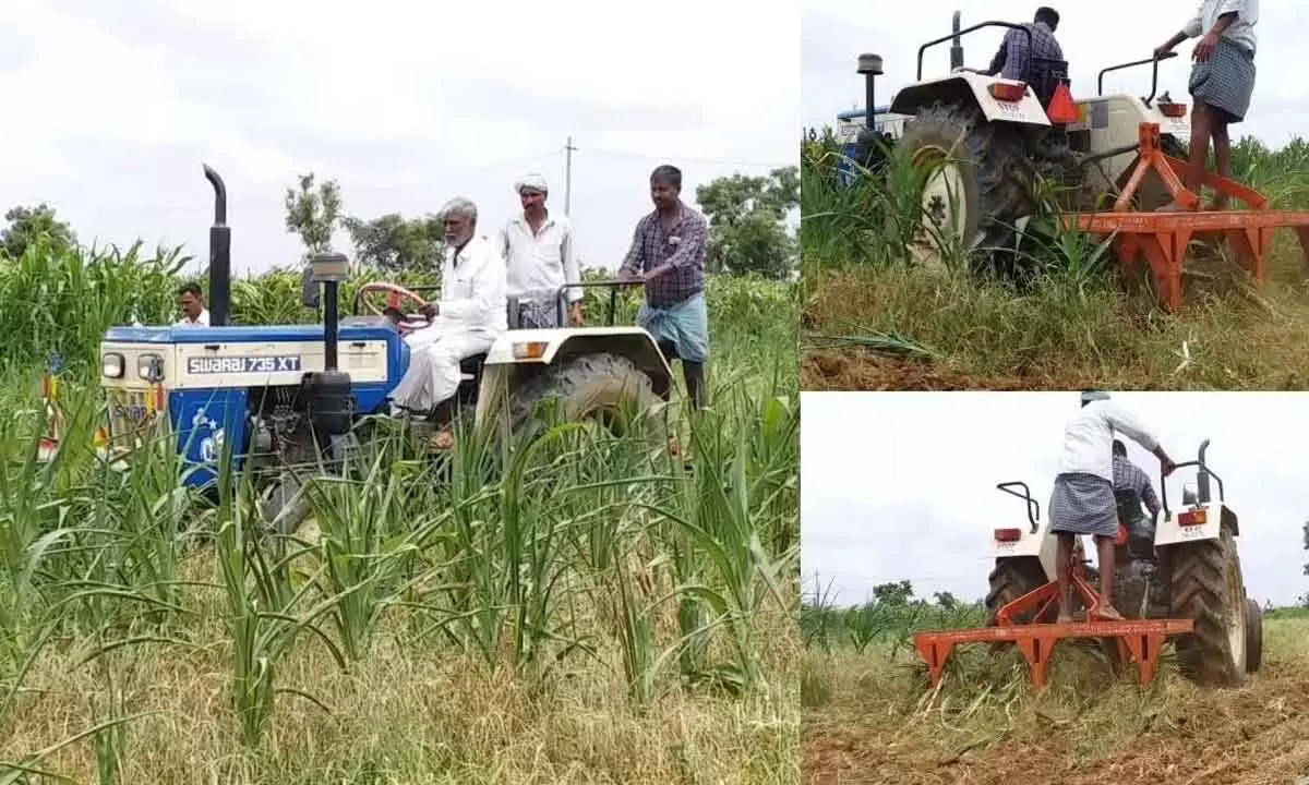 Davanagere: Distressed farmers destroy maize crop in 1,200 acres due to scarcity of rain