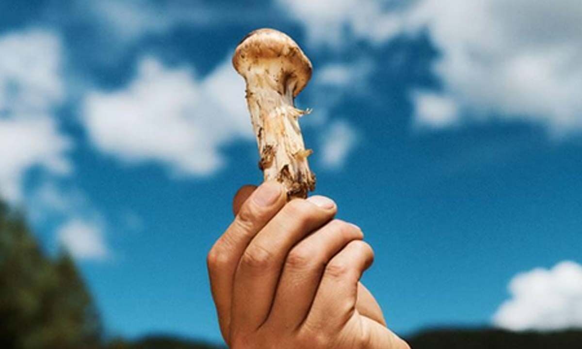 Genekha matsutake mushroom festival