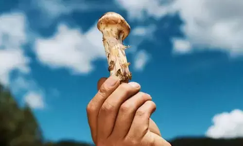 Genekha matsutake mushroom festival