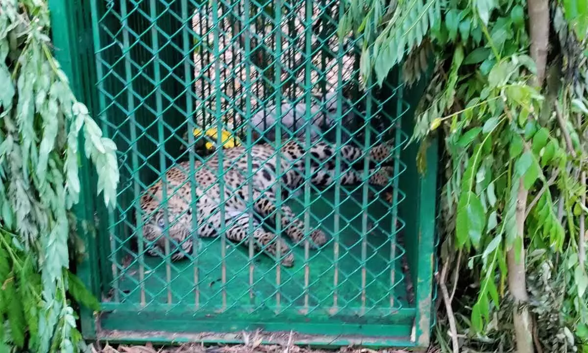 Tirumala: One more leopard trapped