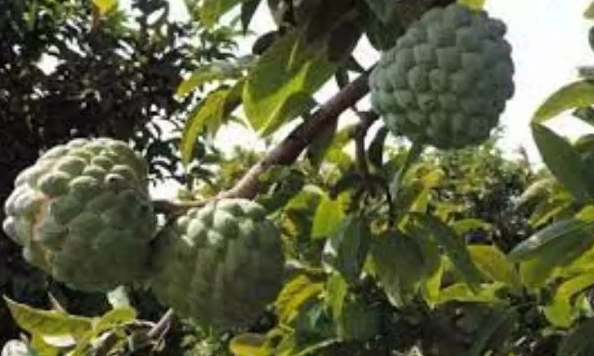 Govt to sell custard apple produced in forests