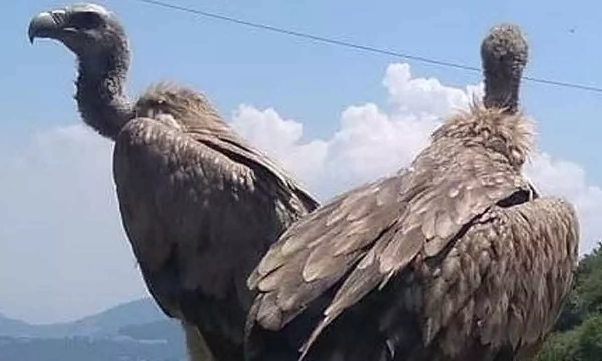 Chennai: Tamil Nadu NGO promotes vulture conservation using art
