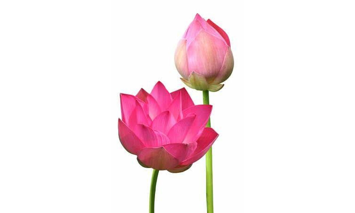 CSIRNBRI launches lotus flower with 108 petals