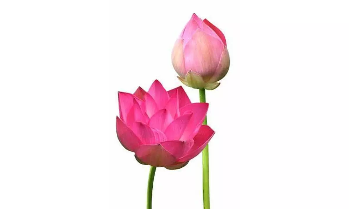 CSIR-NBRI launches lotus flower with 108 petals