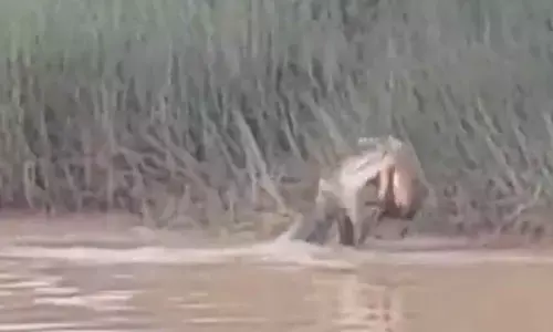 Woman killed by crocodile in Jajpur