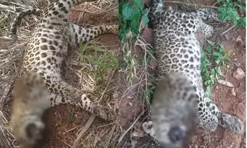 Two leopards found dead in Andhra Pradesh