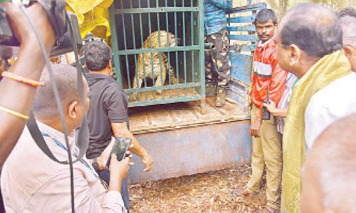 Tirupati: Another leopard captured on way to Tirumala