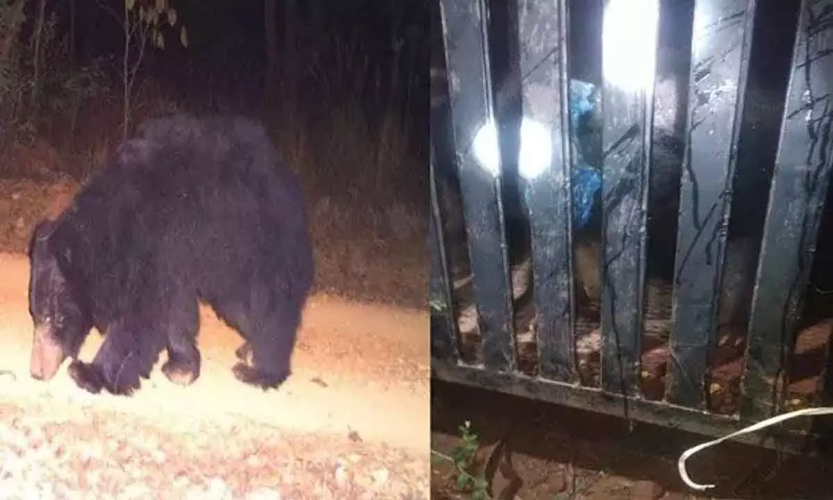 Andhra Pradesh: Forest officials captures a bear moving in Srisailam