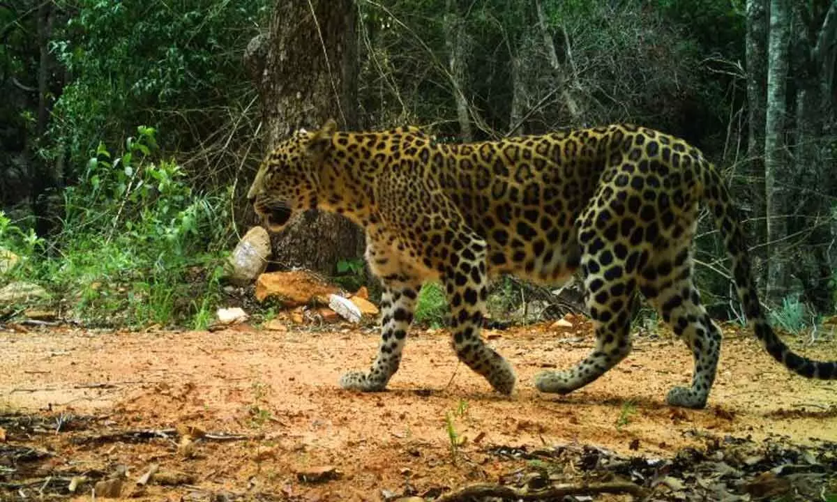 Andhra Pradesh: Operation Leopard continues at Seshachalam forests