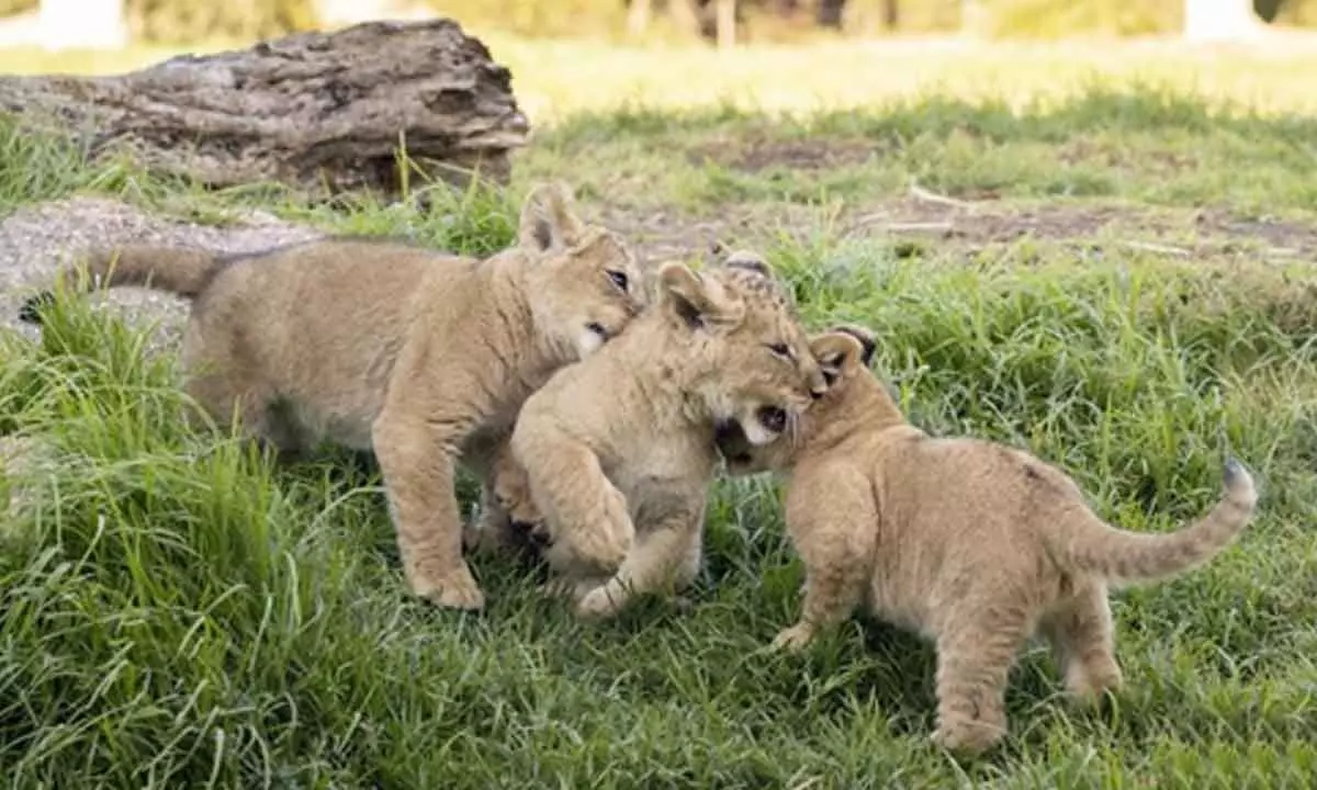 10-week-old lion cubs get names at Australia zoo from over 360,000 votes