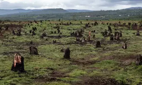 Tirupati: Smuggling, habitat loss spell doom for ecosystem