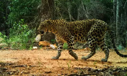 After leopard scare, govt to set up rapid response task force for Bengaluru