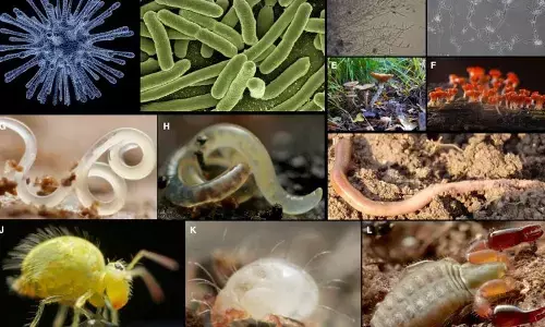 The Most Biodiverse Habitat on Earth