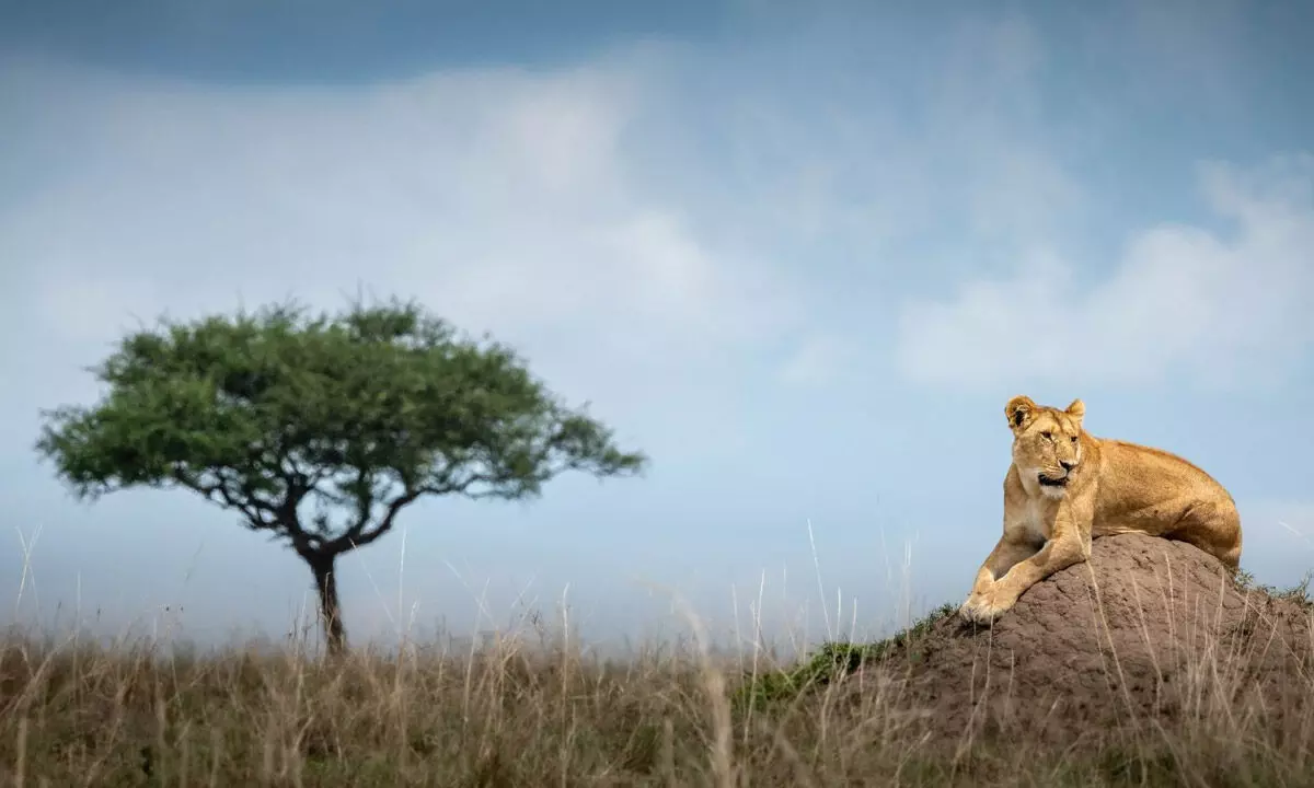 Wildlife Photography is their cup of tea