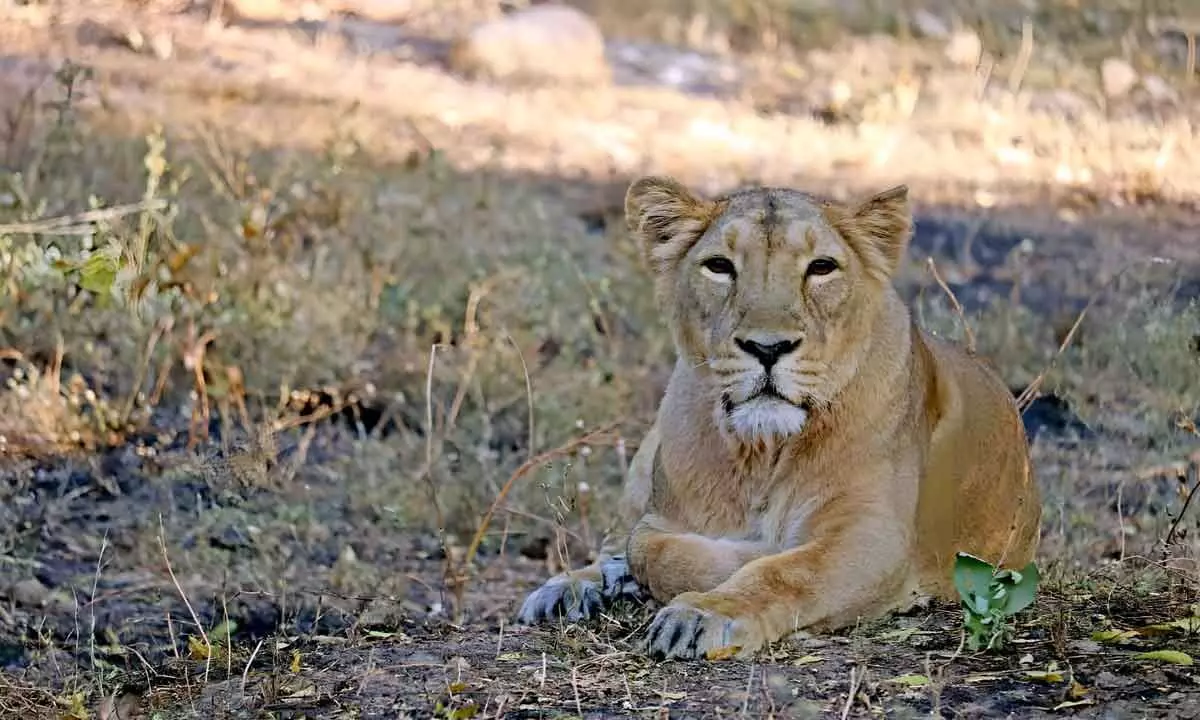 IGZP gets a lioness from Sakkarbaug Zoological Garden