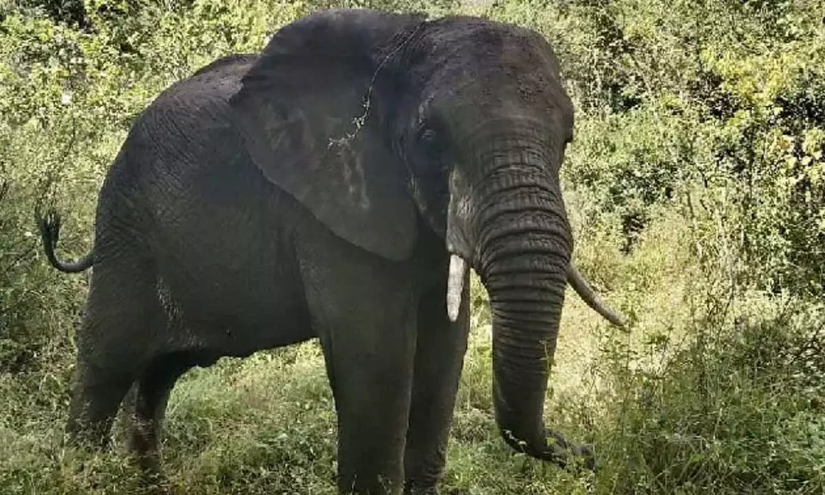 Chittoor: Elephant kills farmer