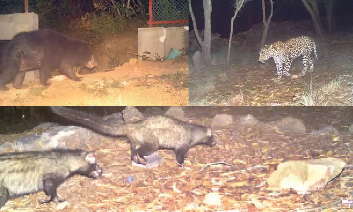 More and more wild animals surface in Tirumala forests