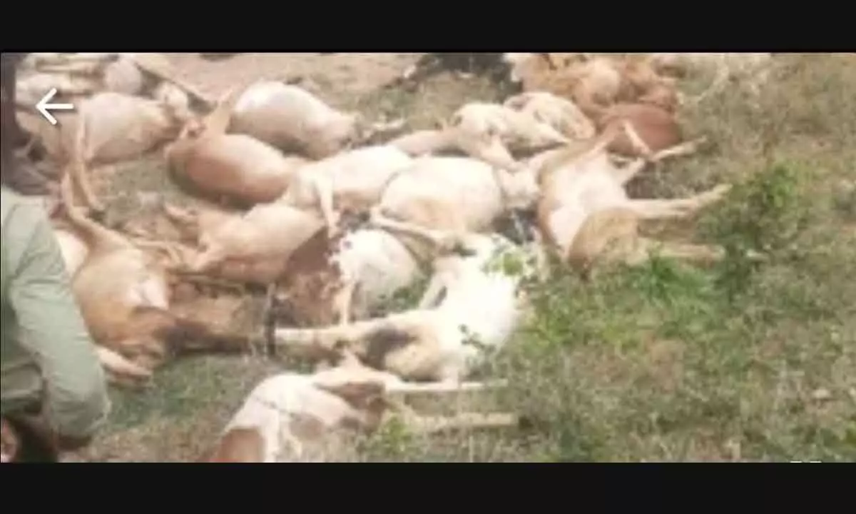 Kurnool: 36 sheep worth Rs 4.5 Lakh electrocuted