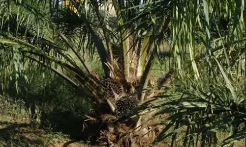 Centre’s oil palm expansion plan to hurt NE: MPs shoot off letter to PM