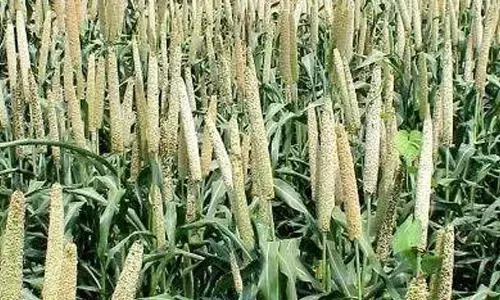 Midday meals to have millet flavour in UP schools