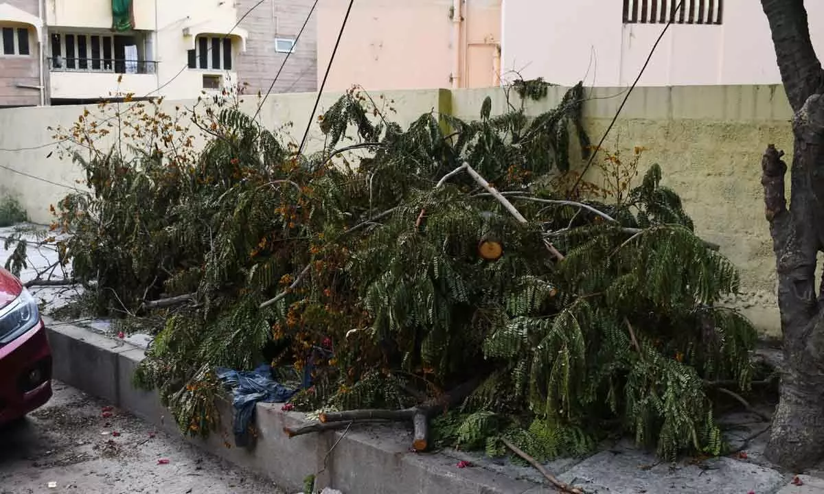 Hyderabad: Days after rains battered city, tree debris still strewn around