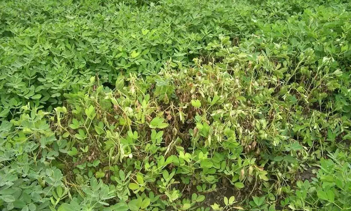 A view of withering groundnut crop in Anantapur district.