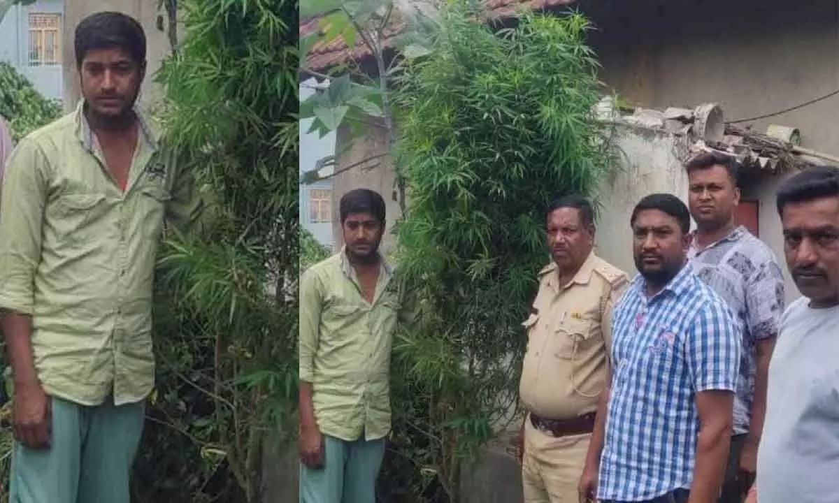 Accused arrested for growing ganja at house