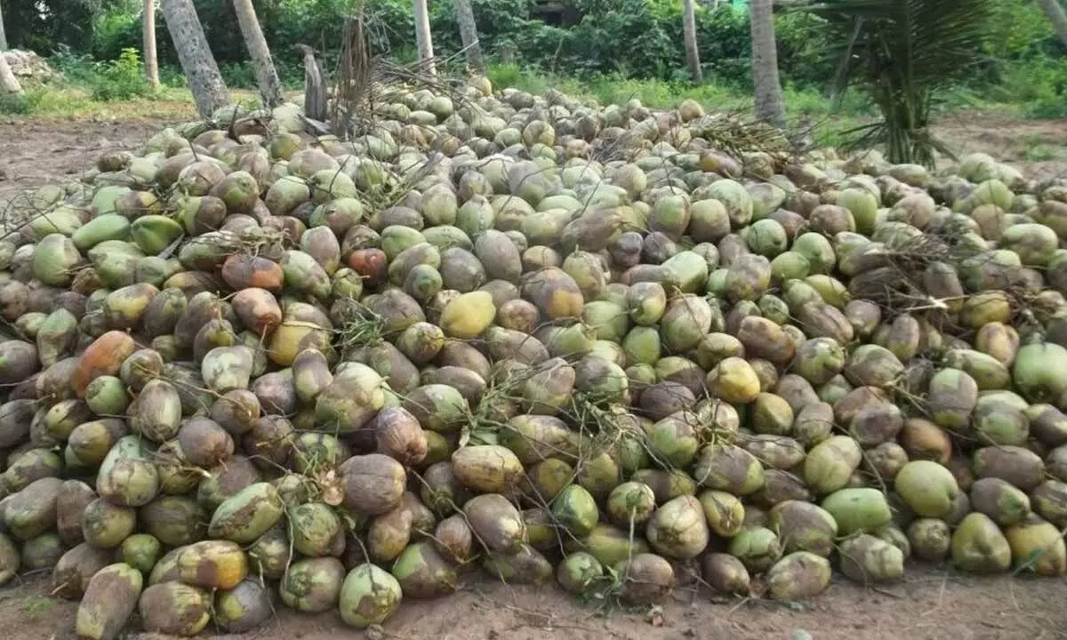 Srikakulam: Steep fall in price hits coconut farmers