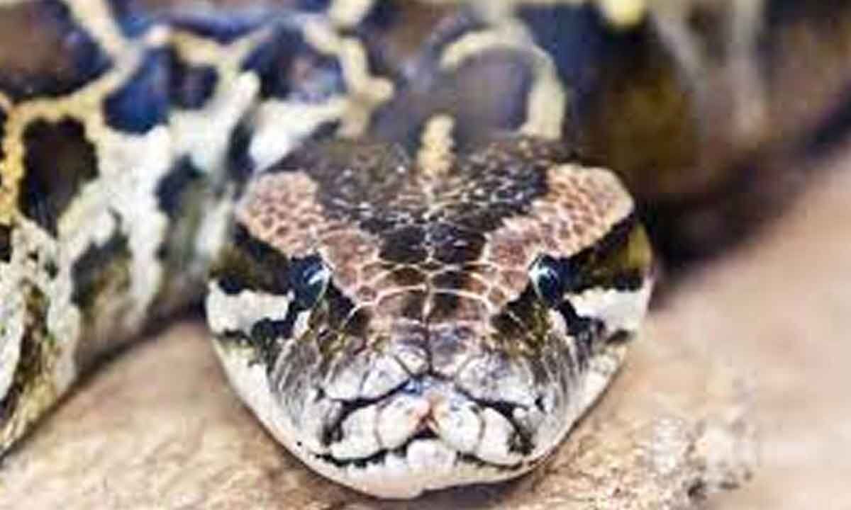 Python snake spotted in Chicken shop in Puttaparthi, leaves owner in panic