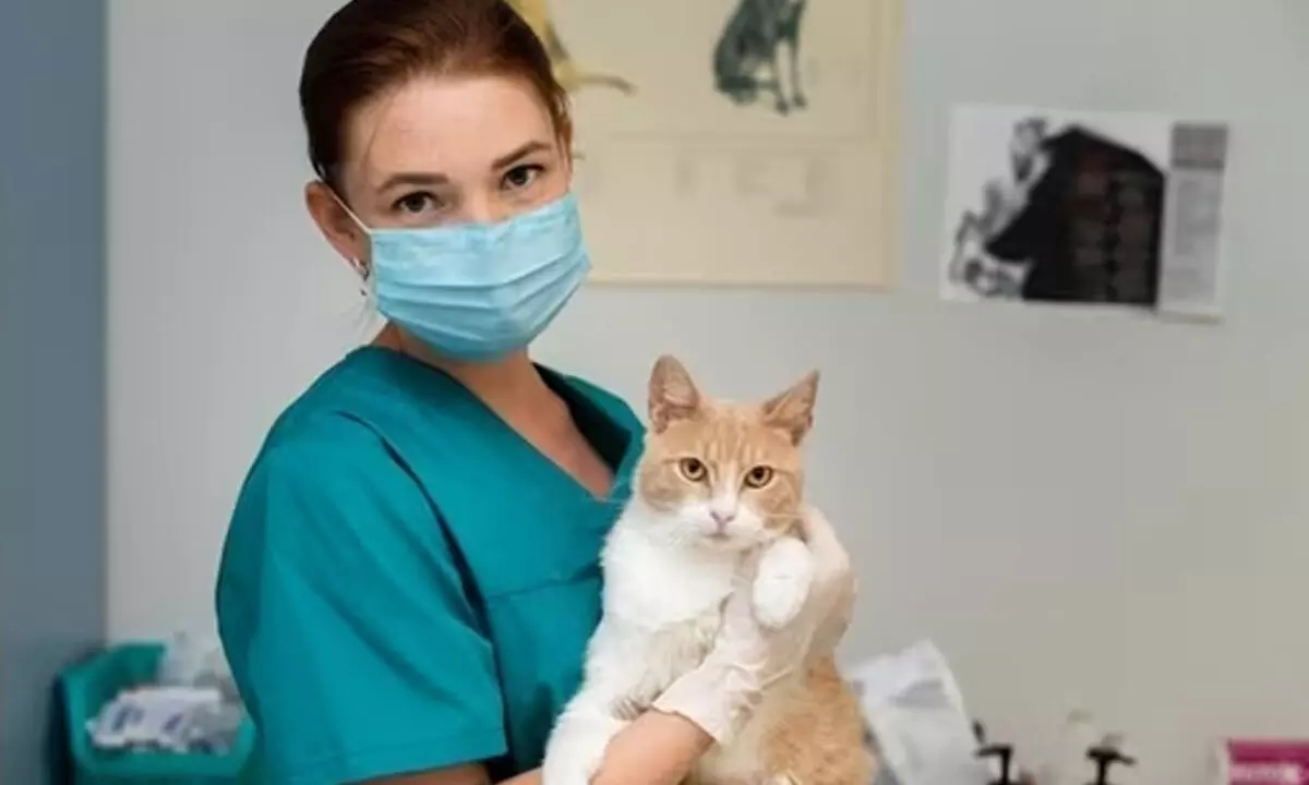 National Take Your Cat to the Vet Day: Why your cat needs regular checkups