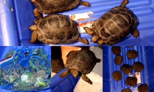 Customs officials rescue different species of wild animals at Bengaluru airport