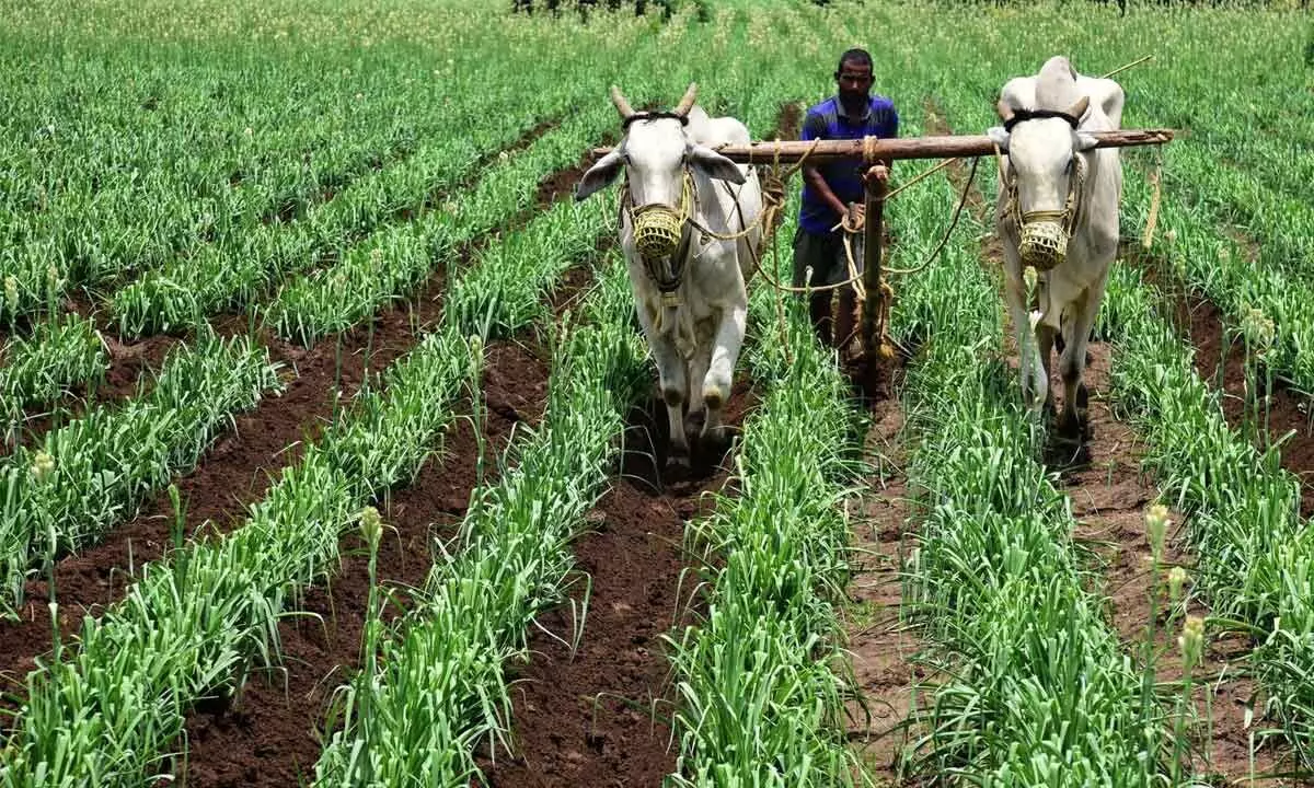 A farmer in Undavalli removing the weeds in the onion crop using oxen				Photo: Ch V Mastan