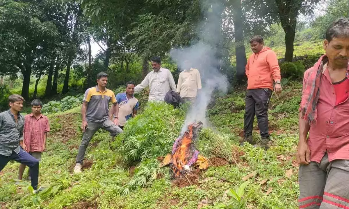 Rampachodavaram: Ganja plants in 5 acres destroyed