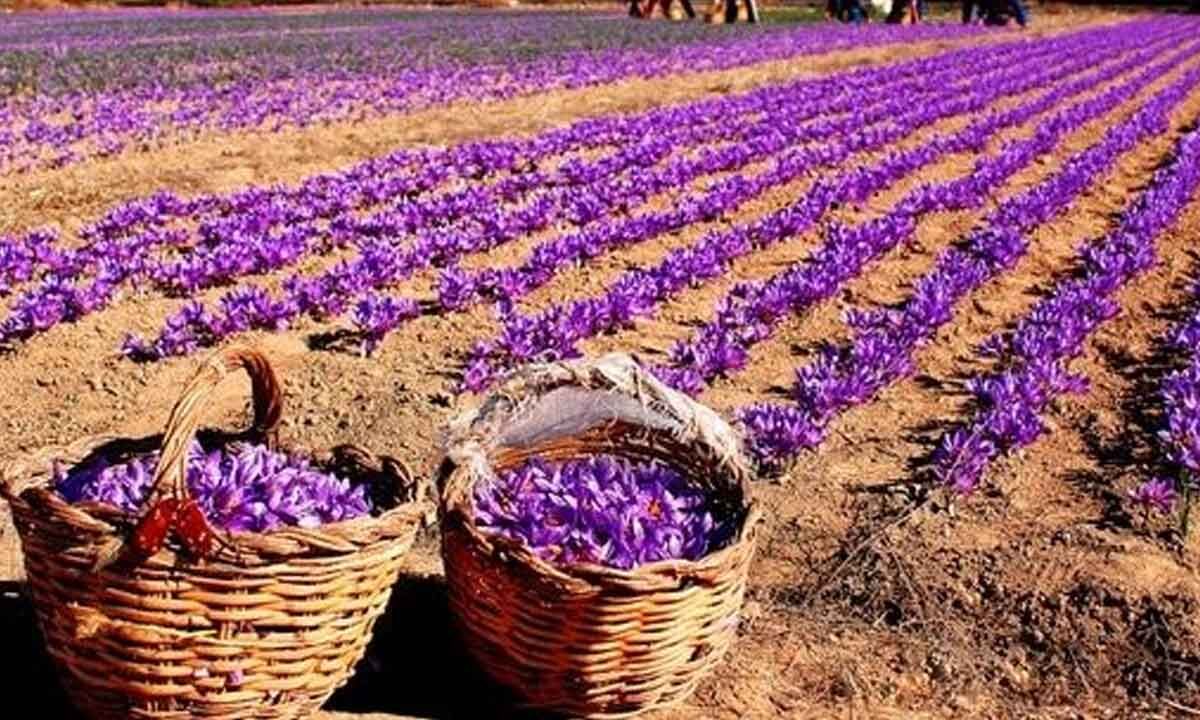 Visakhapatnam From verdant fields of J&K, saffron corms land in