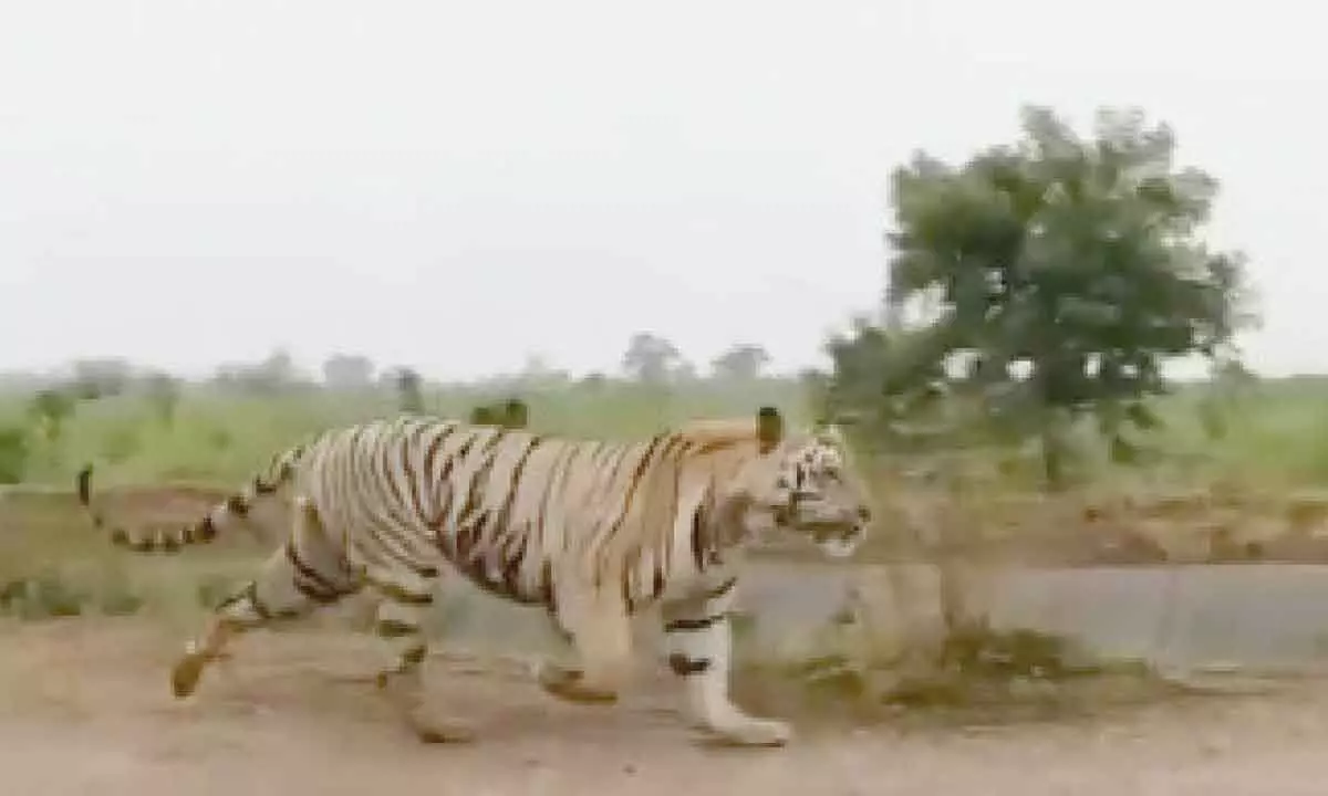 Video of tiger on AP-Odisha border goes viral