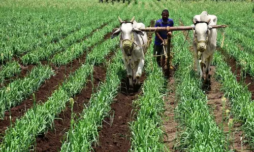 A farmer in Undavalli removing the weeds in the onion crop using oxen				Photo: Ch V Mastan