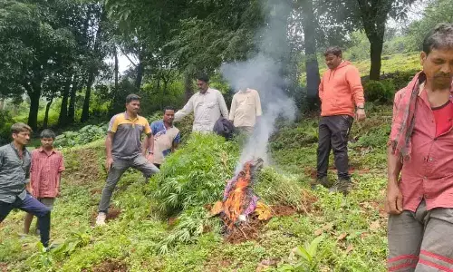 Rampachodavaram: Ganja plants in 5 acres destroyed