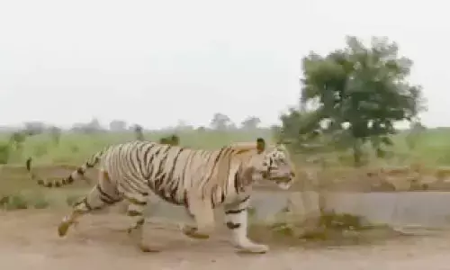 Video of tiger on AP-Odisha border goes viral
