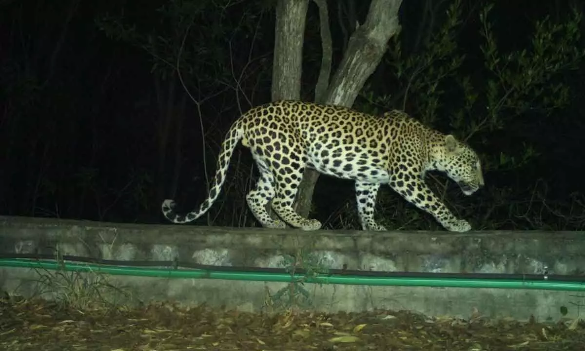 The image of the leopard moving in the forest near the footpath obtained from trap cameras set up in Tirumala forest