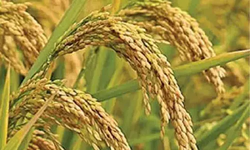 12,000 varieties of traditional paddy crop vanish from undivided Koraput district